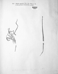 Phaeosphaeria graminis image